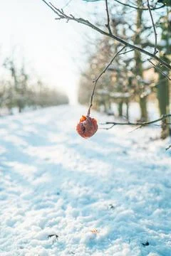 Decayed Apple Hanging Down a Branche During Winter Time Stock Photos