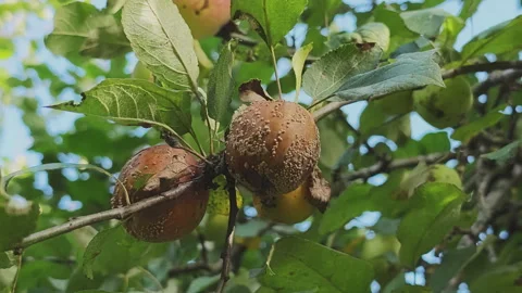 Decayed apples hanging from a tree branch among lively green foliage. Ails Stock Footage 346409591