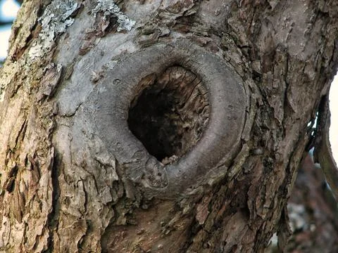 Decayed Beech With Textured Bark. Quiet Winter Forest Scene Featuring Aged .. Stock Photos
