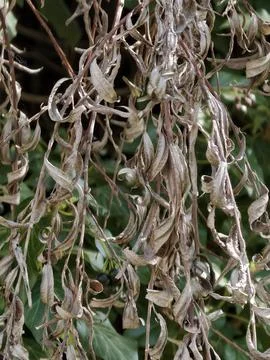 Decayed Botanical Elements Evoke Melancholy Through Drying And Curling Leaves Stock Photos