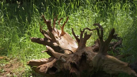 Decayed broken tree stump foreground. Green foliage background. Video stock 247943854