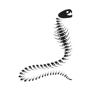 Decayed Cobra Open Hood Dried Skeleton Bones Stock Illustration