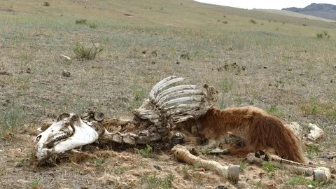 The decayed corpse of a small horse in a glade. Vídeos de archivo 82221176