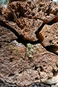 Decayed cut log end reveals rough rotting wood texture and green moss growth. Фото