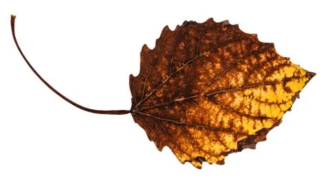 Decayed dried leaf of aspen tree isolated Stock Photos
