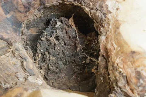 Decayed hollow inside a tree trunk showing texture of rotting wood, soil, a.. Stock Photos