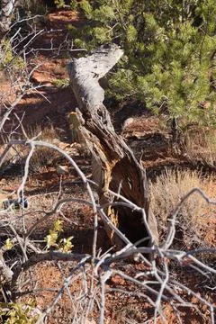 Decayed hollowed tree trunk lying on arid red soil amidst sparse vegetation Foto stock