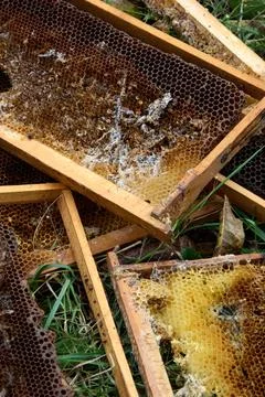 Decayed honeycomb frames discarded on the grass, close-up shot Stock Photos