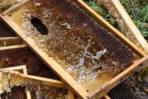 Decayed Honeycomb Frames Stock Photos