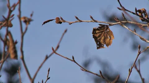 Decayed Leaf on Alder Twig Stock Footage 8919093