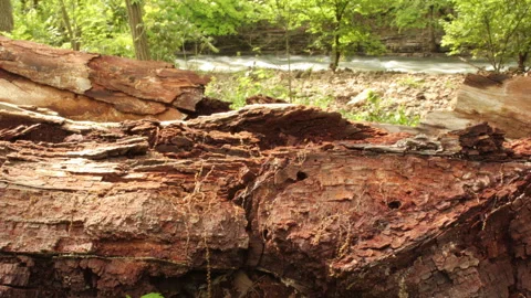 Decayed Log Near Creek Dolly Timelapse Stock Footage 277849937