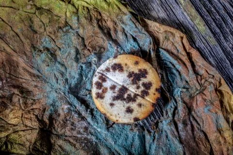 Decayed Pill on Moulded Chicory Background Foto stock