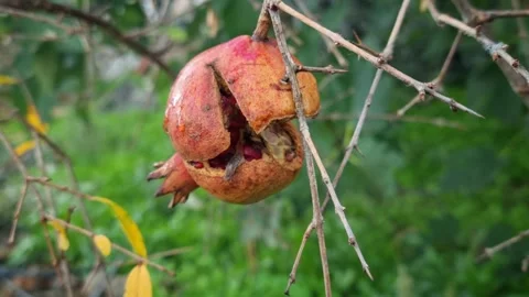 Decayed pomegranate fruit on tree branch with fly feeding on exposed seeds 스톡 동영상 320831310