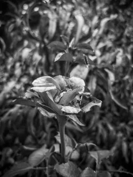 A Decayed Rose in Autumn Foto stock