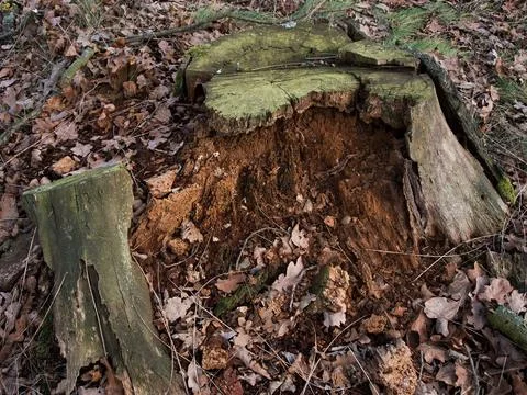 Decayed, rotten oak stump Stock Photos
