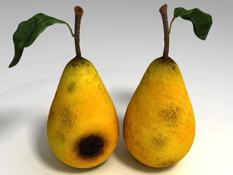 Decayed rotten Pear (Photorealistic) 3D Model