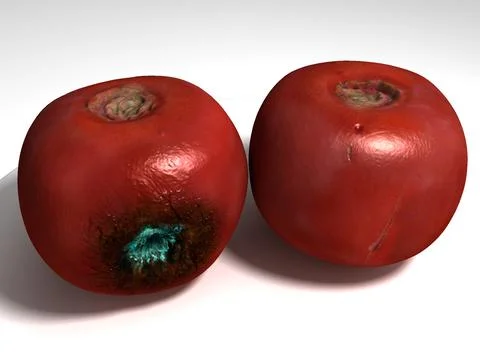 Decayed rotten Tomato 3D Model