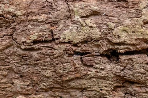 Decayed rotten wood texture shows deep cracks and weathered organic fiber p.. 库存照片