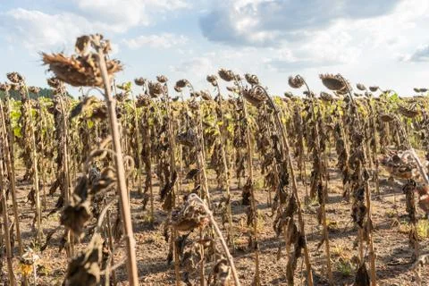 Decayed sunfowers field Stock Photos