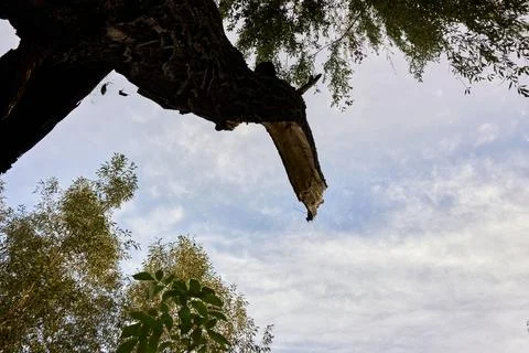 Decayed Tree Branch Against the Sky, a testament to Nature. Stock Photos