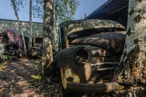 Decayed tree at car in a car cemetery Stock Photos