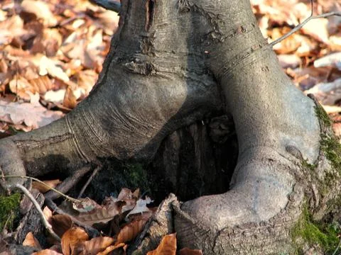 Decayed Tree Cavity Among Fallen Leaves. Sunken Hollow In Gnarled Roots Sur.. Stock Photos