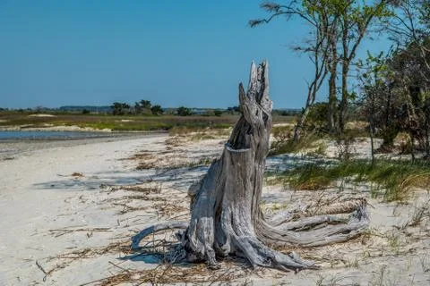 Decayed tree stump on the beach Stock Photos
