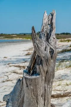 Decayed tree stump on the beach Foto stock