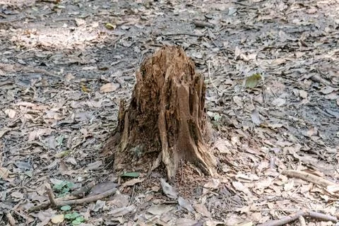 Decayed Tree Stump on Forest Floor with Natural Rustic Texture Stock Photos