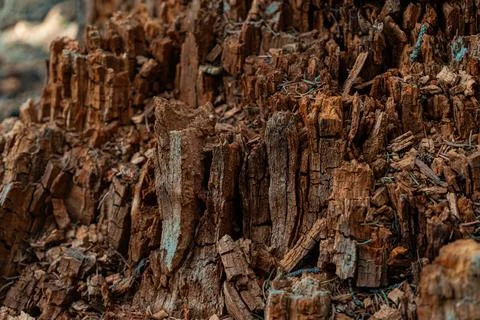 Decayed tree stump Stock Photos