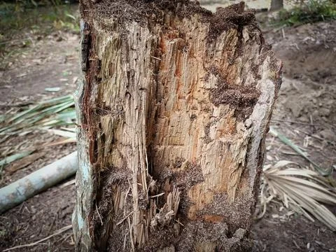 Decayed tree stump.dead tree no growth Stock Photos