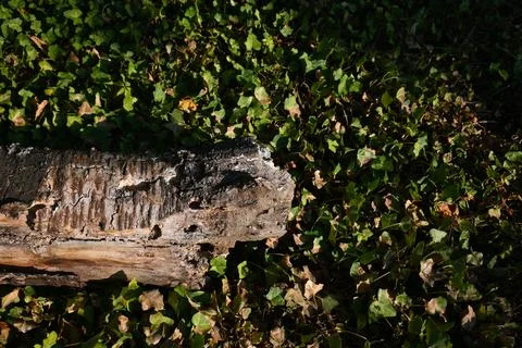 Decayed tree trunk among green foliage Stock Photos