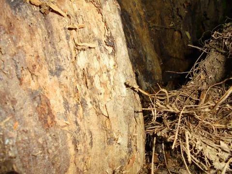 Decayed tree trunk interior with dry roots and wood fibers, macro close-up Stock Photos