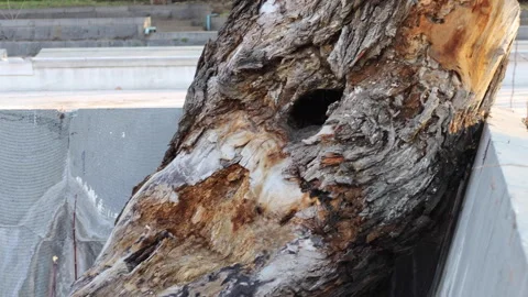 Decayed tree trunk on stone wall amidst urban scenery Stock Footage 270377430