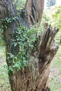 Decayed Tree Trunk with Wild Shoots and Natural Hollow Stock Photos