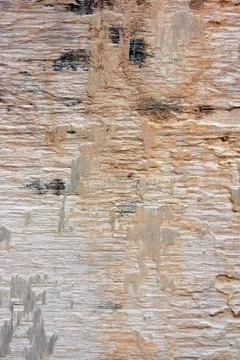 Decayed wood. Stock Photos