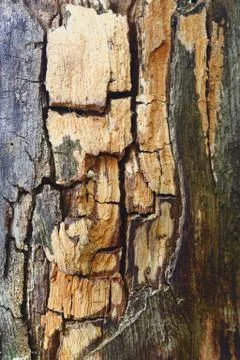 Decayed wood Stock Photos