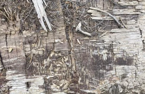 Decayed Wood Texture Closeup 스톡 사진
