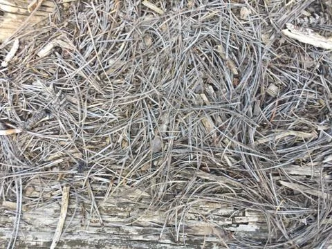 Decayed Wood Texture Closeup 스톡 사진