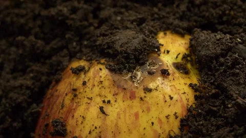 Decaying apple in compost soil, close-up Video stock 327680239