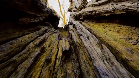 Decaying bark breaking apart and exposing textures within. Hollow wood splitting Stock Footage 303577074