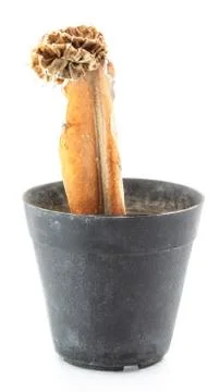 Decaying cactus Stock Photos