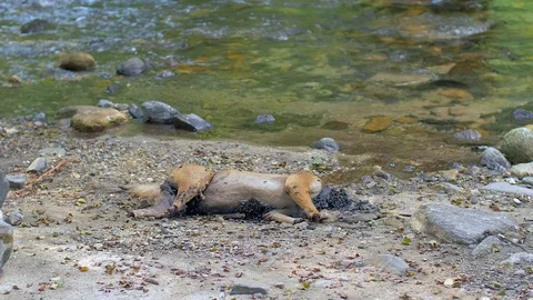 Decaying corpse of an animal Stock Footage 113274951