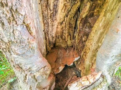 Decaying dead tree trunk with termites a mushroom and a lot of holes inside v Stock Photos