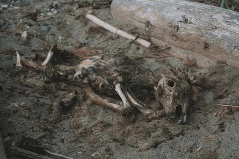 Decaying Deer Carcass on Beach Stock Photos