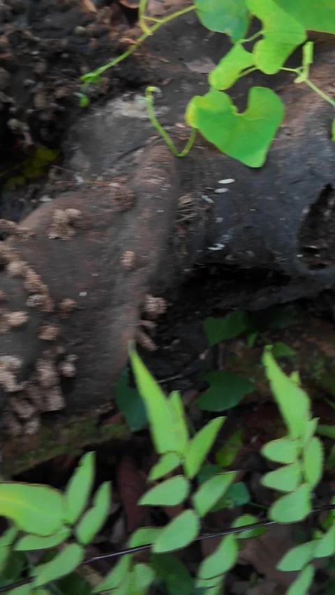 Decaying Eland Skull 4k Vertical with Horn-Borer Larval Casings Top down Stock Footage 323734138