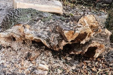 Decaying fallen tree trunk with hollowed-out interior and rough bark texture Stock Photos