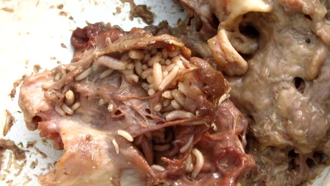 Decaying flesh Stock Footage 133023897