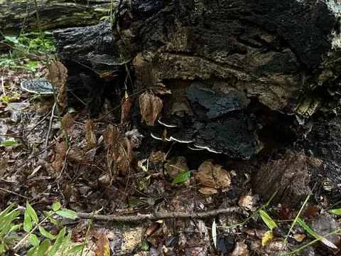 Decaying forest log covered with shelf fungi, wet leaves, moss, and tangled Stock Photos