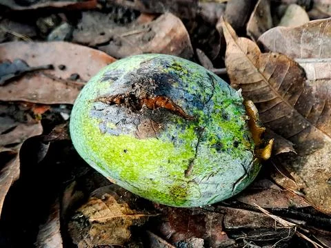 A decaying green fruit rests on a bed of dry, fallen leaves, showcasing nat.. Stock Photos